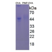 SDS-PAGE analysis of Procollagen I N-Terminal Propeptide (OVA).