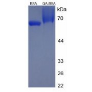 SDS-PAGE analysis of Quinolinic Acid (BSA).