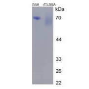 SDS-PAGE analysis of Reverse Triiodothyronine (BSA).