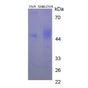 SDS-PAGE analysis of S-Adenosyl Methionine (OVA).