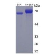 SDS-PAGE analysis of Sialic Acid (BSA).