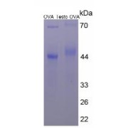 SDS-PAGE analysis of Testosterone (OVA).