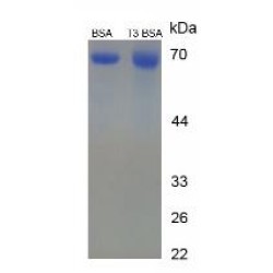 Triiodothyronine (BSA)