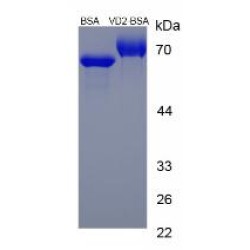 Vitamin D2 (Ergocalciferol) (BSA)