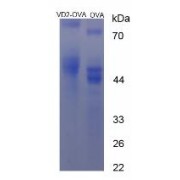 SDS-PAGE analysis of Vitamin D2 (OVA).