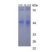 SDS-PAGE analysis of Alpha-Tocopherol (OVA).