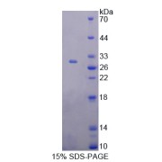 SDS-PAGE analysis of T-Box Protein 21 Protein.