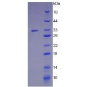 SDS-PAGE analysis of Jagged 1 Protein.