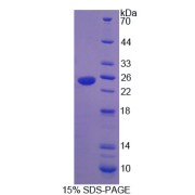 SDS-PAGE analysis of Heat Shock Protein beta 7 Protein.