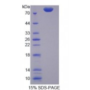 SDS-PAGE analysis of Heat Shock Protein 75 kDa, Mitochondrial Protein.