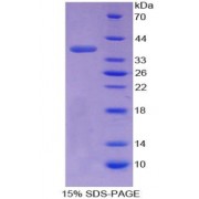 SDS-PAGE analysis of recombinant Mouse Transition Protein 1 Protein.