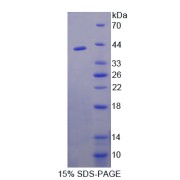 SDS-PAGE analysis of FK506 Binding Protein Like Protein.