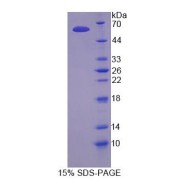 SDS-PAGE analysis of NANOG Homeobox Protein.