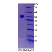 SDS-PAGE analysis of Signal Regulatory Protein gamma Protein.