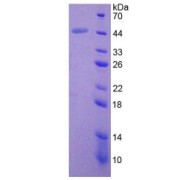 SDS-PAGE analysis of BMP2 Protein.