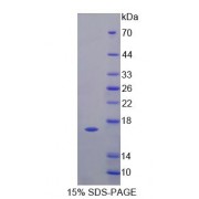 SDS-PAGE analysis of Fatty Acid Binding Protein 6, Ileal Protein.