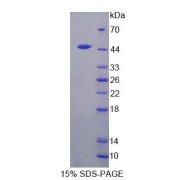 SDS-PAGE analysis of Bone Morphogenetic Protein 8A Protein.