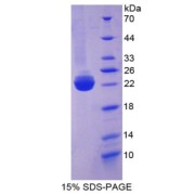 SDS-PAGE analysis of BMP3 Protein.