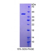 SDS-PAGE analysis of Interferon Inducible Protein 35 Protein.