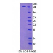 SDS-PAGE analysis of recombinant Mouse Extracellular Matrix Protein 1 (ECM1) Protein.