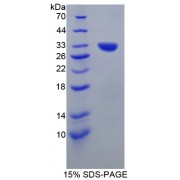 SDS-PAGE analysis of Contactin Associated Protein 1 Protein.