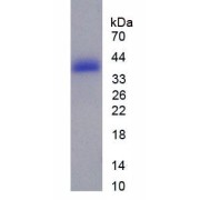 SDS-PAGE analysis of MAPT Protein.