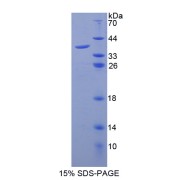 SDS-PAGE analysis of GCP2 Protein.