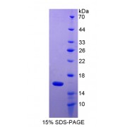 SDS-PAGE analysis of Macrophage Inflammatory Protein 1 gamma Protein.