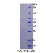 SDS-PAGE analysis of Mouse GAB3 Protein.