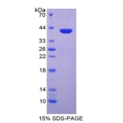 SDS-PAGE analysis of MIP1a Protein.