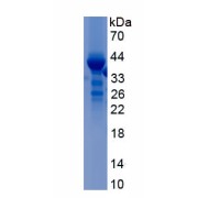 SDS-PAGE analysis of recombinant Rat MIP3A/CCL20 Protein.