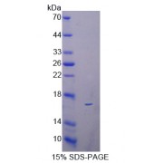 SDS-PAGE analysis of recombinant Mouse REG3B Protein.