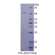 SDS-PAGE analysis of Coiled Coil Domain Containing Protein 60 Protein.