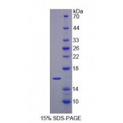 SDS-PAGE analysis of Histidine Triad Nucleotide Binding Protein 2 Protein.