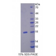 SDS-PAGE analysis of Fibronectin Leucine Rich Transmembrane Protein 3 Protein.
