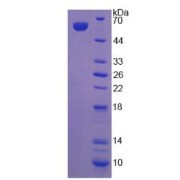 SDS-PAGE analysis of LRP4 Protein.