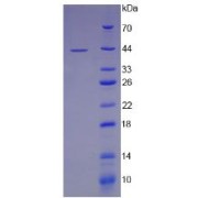 SDS-PAGE analysis of LRP1 Protein.