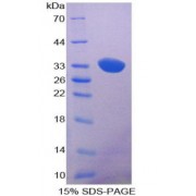 SDS-PAGE analysis of Kinase, AMP Activated alpha 1 Protein.