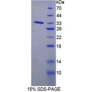 SDS-PAGE analysis of Tyrosine Phosphatase Receptor Type J Protein.