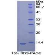 SDS-PAGE analysis of Caspase 6 Protein.