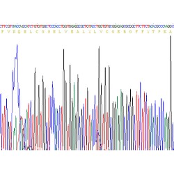 Cow Insulin (INS) Protein