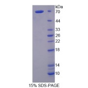 SDS-PAGE analysis of Fibrinogen alpha Protein.