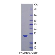 SDS-PAGE analysis of VEGFB Protein.