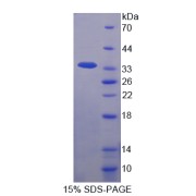 SDS-PAGE analysis of recombinant Cow IL1B Protein.