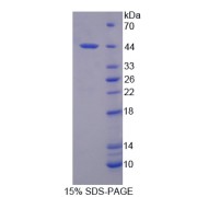 SDS-PAGE analysis of IL12B Protein.