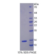 SDS-PAGE analysis of ITaC Protein.