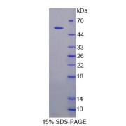 SDS-PAGE analysis of MMP1 Protein.