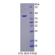 SDS-PAGE analysis of IL12B Protein.