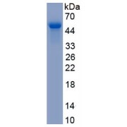 SDS-PAGE analysis of recombinant Dog IL10 Protein.