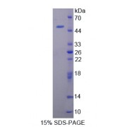 SDS-PAGE analysis of recombinant Dog IL10 Protein.